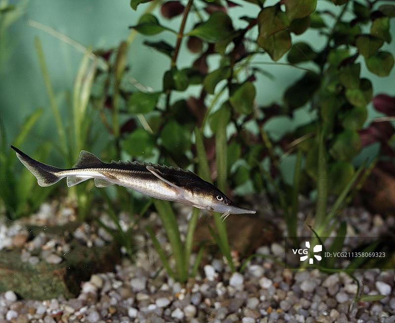 西伯利亚小鲟图片素材