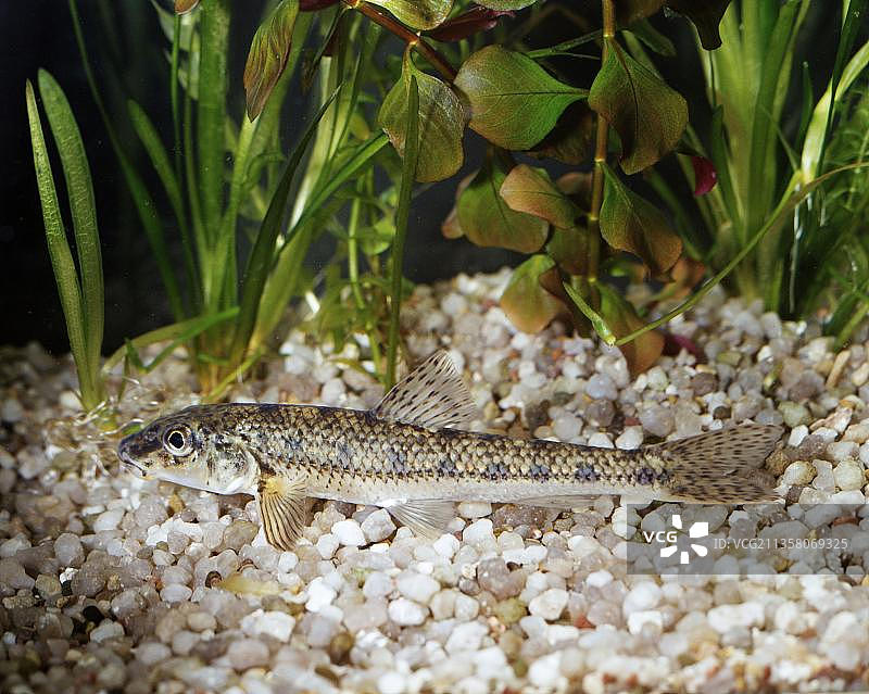 丁鱥，其他水生动物图片素材