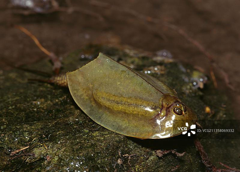 蝌蚪虾图片素材
