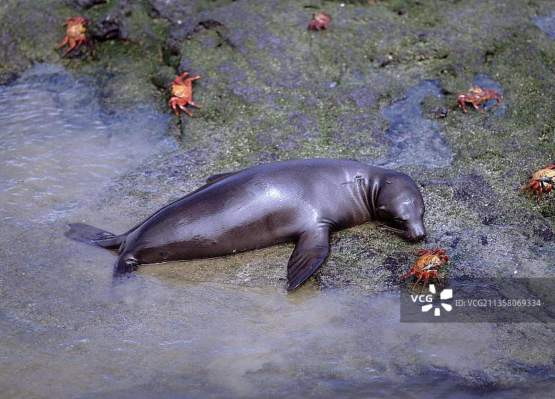 加拉帕戈斯海狮和螃蟹图片素材