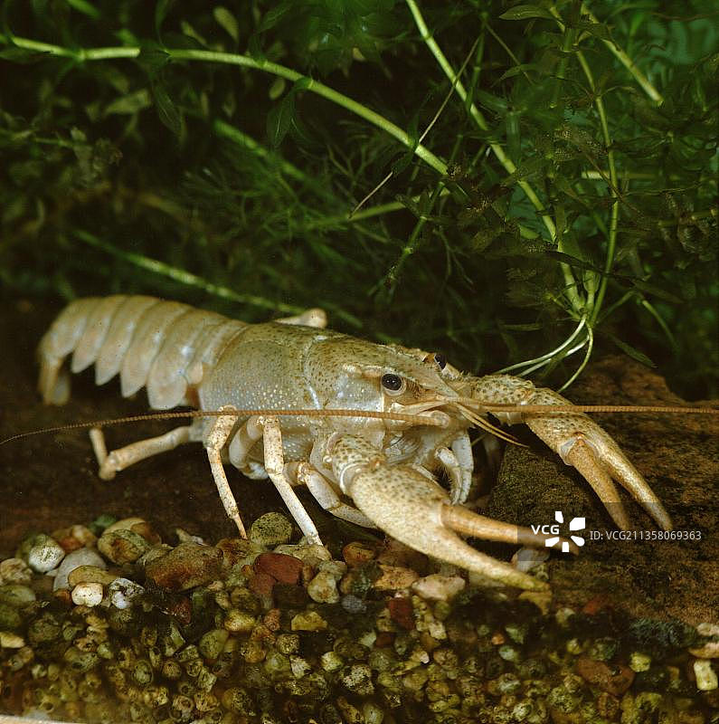 小龙虾图片素材