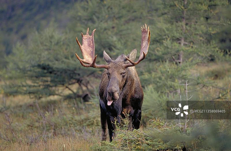 驼鹿，格罗斯莫讷国家公园，加拿大，北美洲图片素材