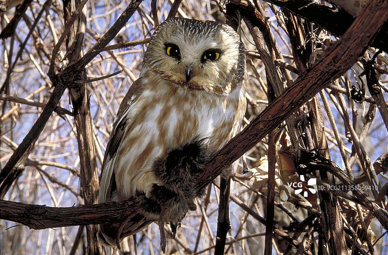 北美小鸮，加拿大魁北克图片素材