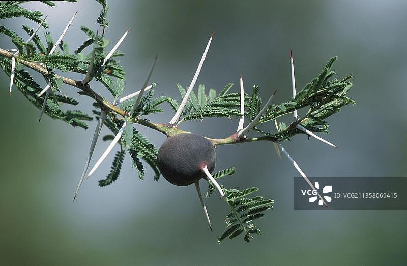 坦桑尼亚啸鸣刺槐（伞形金合欢）图片素材