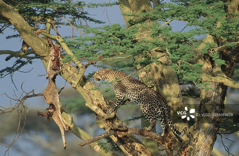 坦桑尼亚塞伦盖蒂国家公园：豹与黑斑羚图片素材