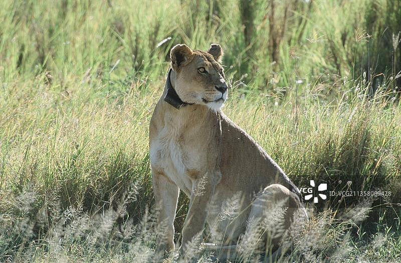 佩戴无线电项圈的母狮，坦桑尼亚塞伦盖蒂国家公园图片素材