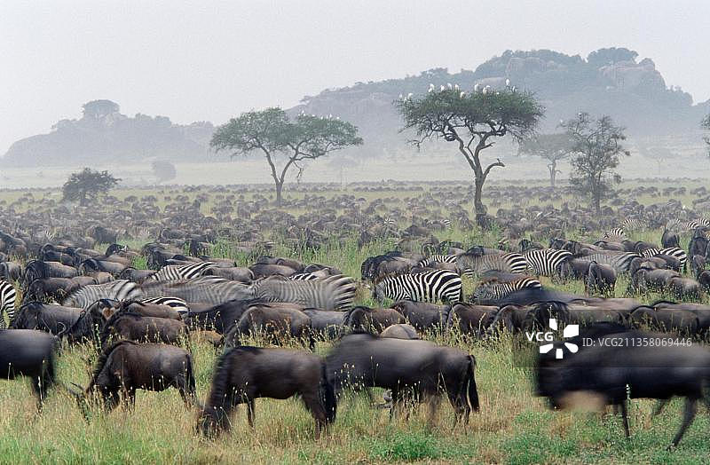 塞伦盖蒂国家公园的角马和斑马图片素材
