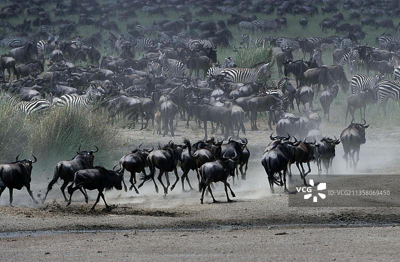 塞伦盖蒂国家公园的角马和布氏斑马图片素材