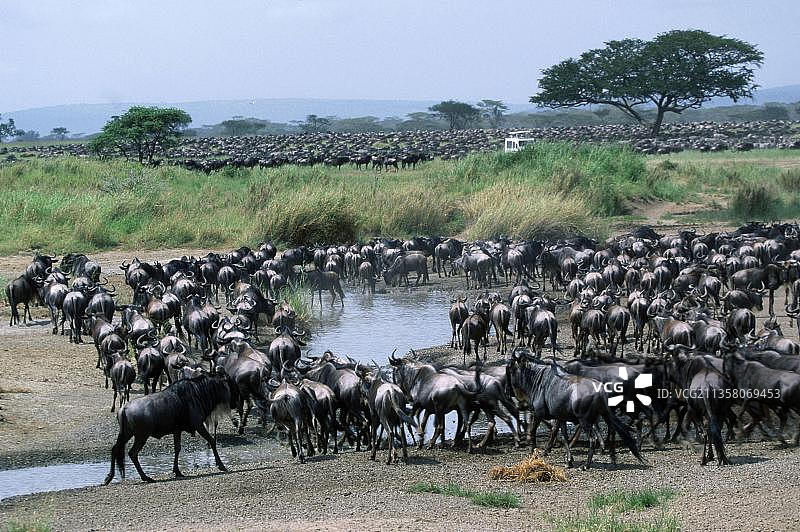 坦桑尼亚塞伦盖蒂国家公园的蓝角马图片素材