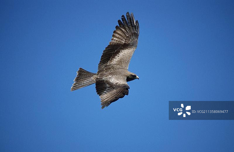 坦桑尼亚的黄嘴鸢图片素材