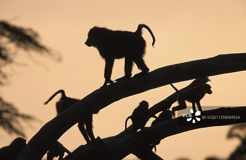 非洲狒狒（坦桑尼亚塞伦盖蒂国家公园）图片素材