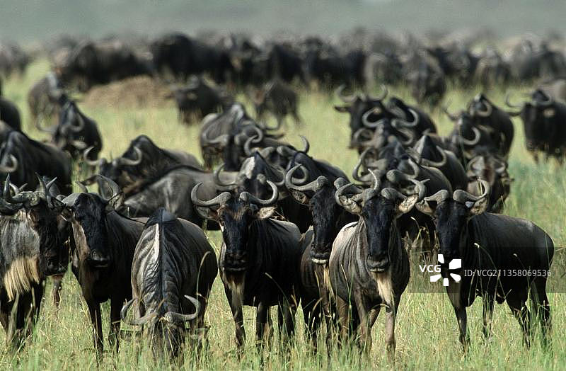 蓝色角马群，坦桑尼亚塞伦盖蒂国家公园图片素材