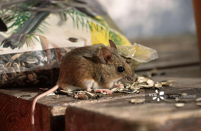 在德国鸟类喂食器旁的黄颈鼠图片素材