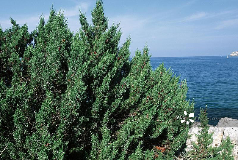 欧洲刺柏图片素材