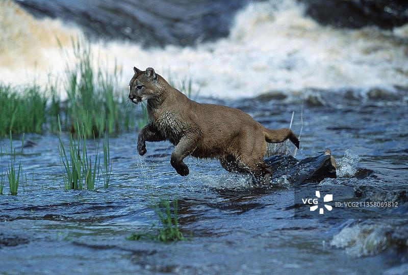 美洲狮（Felis concolor）图片素材