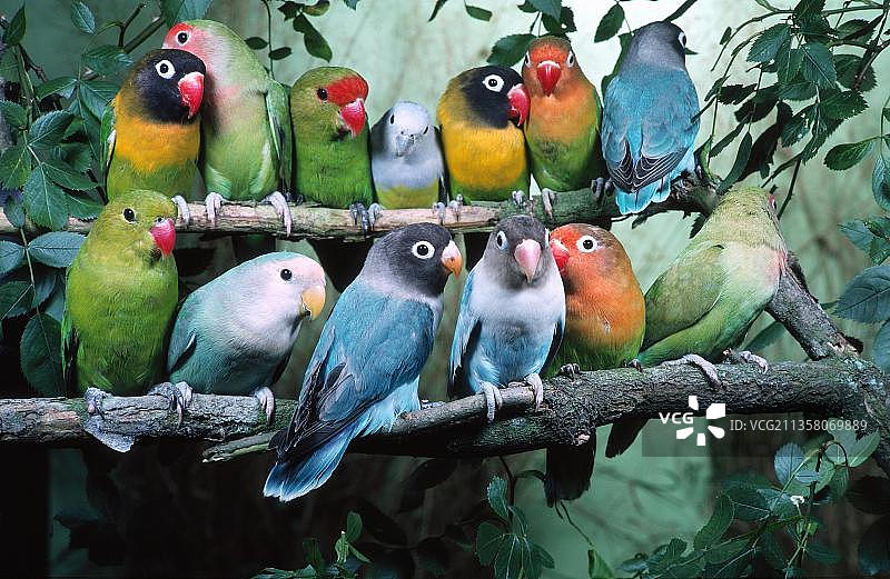 多种情侣鹦鹉（Agapornis）图片素材