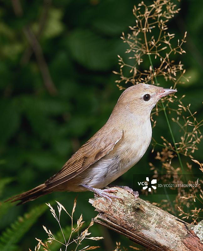 欧洲歌鸲鸟类摄影：栖息的成年鸟肖像，竖版照片图片素材