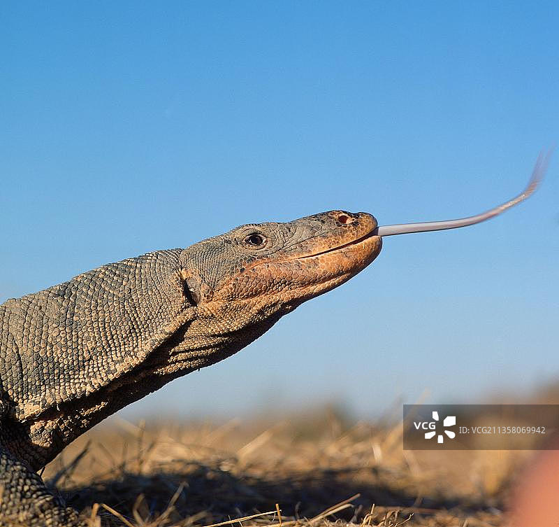 正在吐舌头的普通亚洲蜥蜴（巨蜥），其他动物，爬行动物，横向，侧面，成年，嗅图片素材