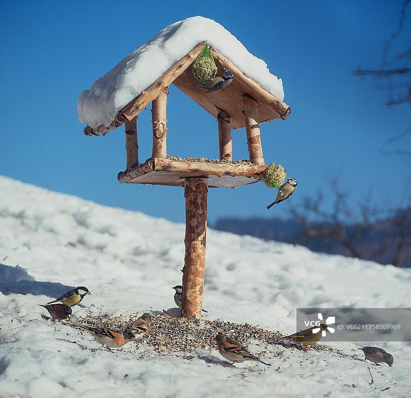 在德国的喂食器旁的鸟群图片素材