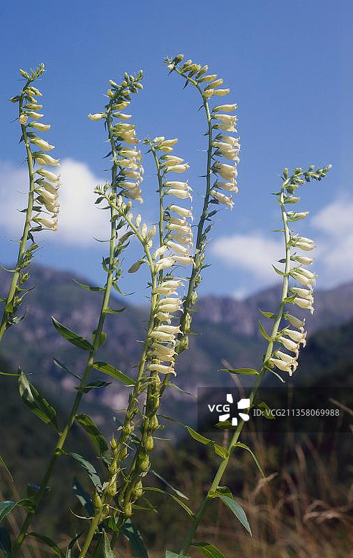 毛地黄图片素材