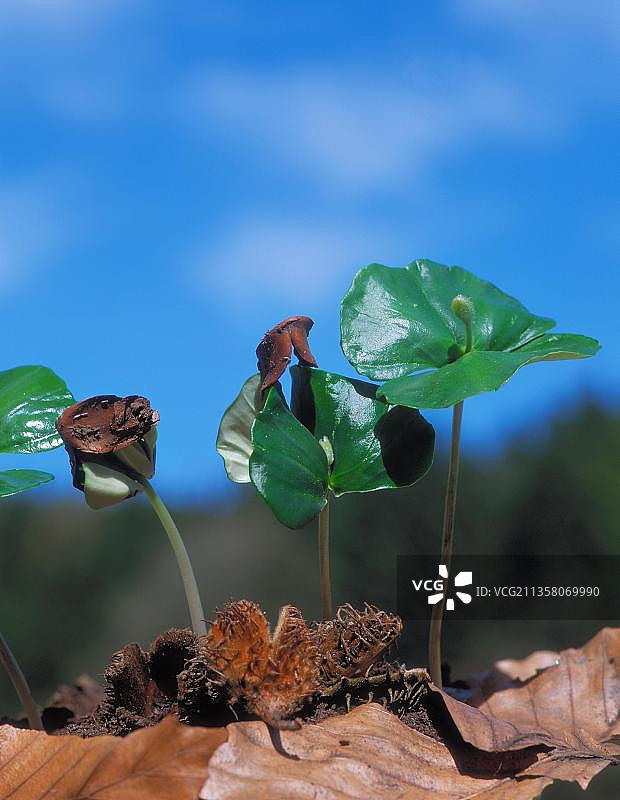 山毛榉树苗（欧洲山毛榉）图片素材