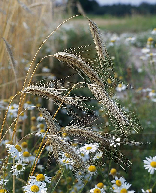 黑麦和母菊图片素材