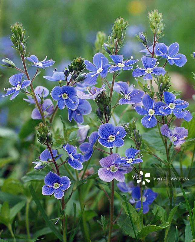 聚合假龙头蓝花图片素材