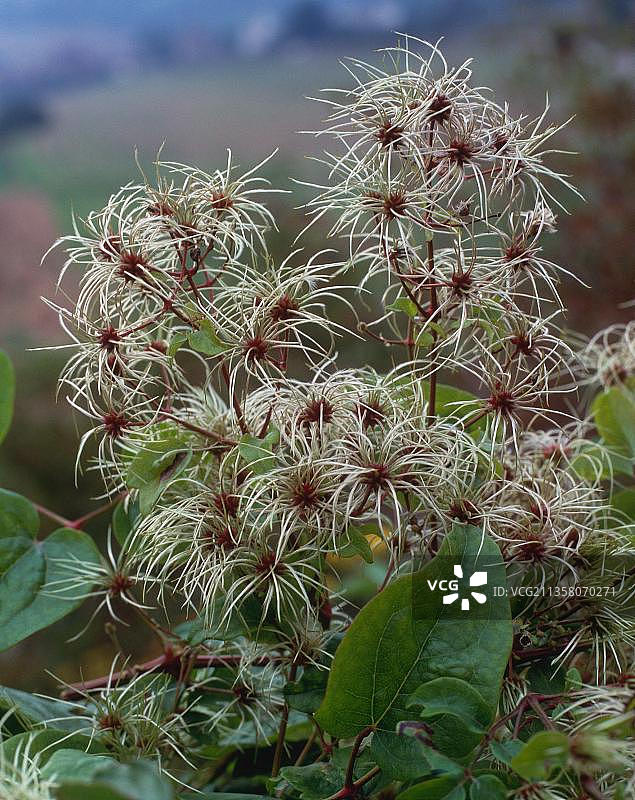 结果的铁线莲图片素材