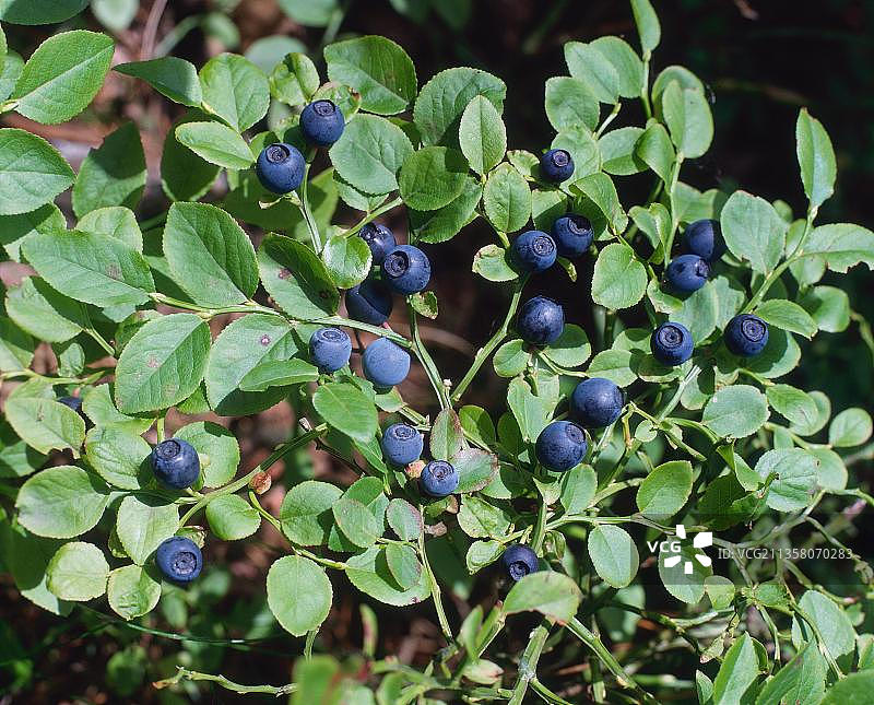 欧洲越橘图片素材
