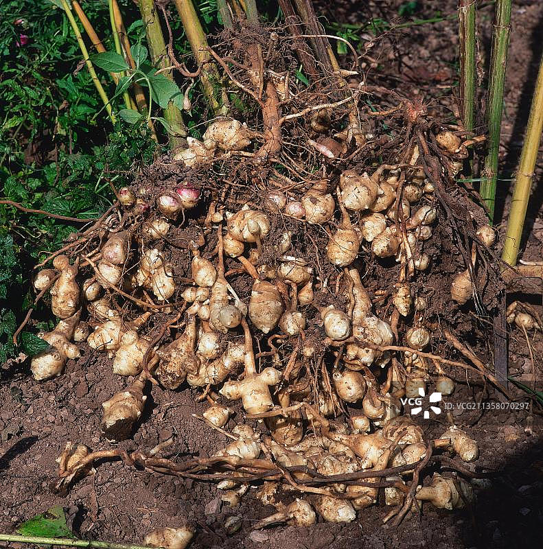 收获的菊芋图片素材