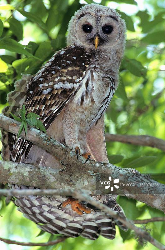 幼年横斑林鸮，美国德克萨斯州，北美洲图片素材