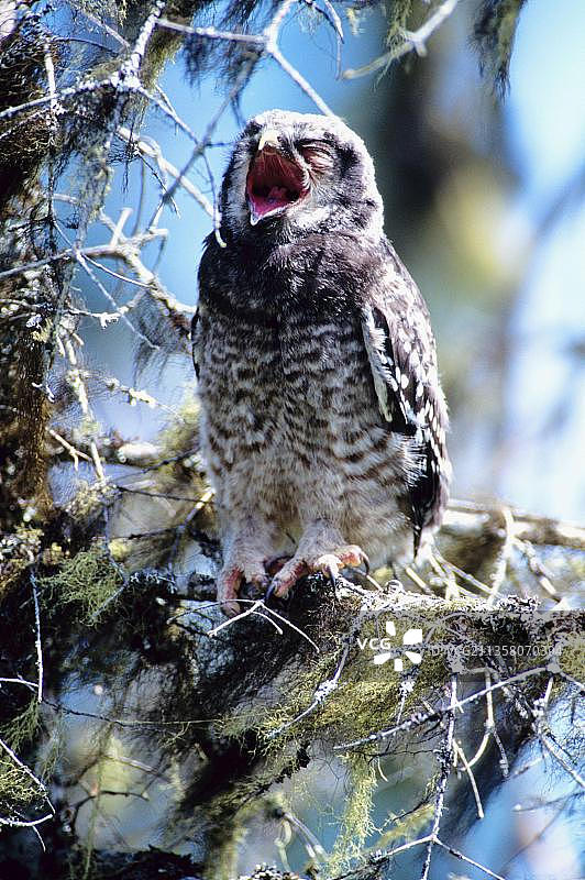纽芬兰的北方鹰鸮图片素材