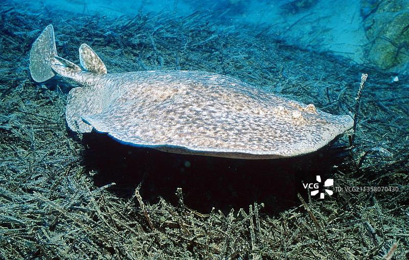 西班牙加那利群岛富埃特文图拉岛的大西洋电鳐图片素材