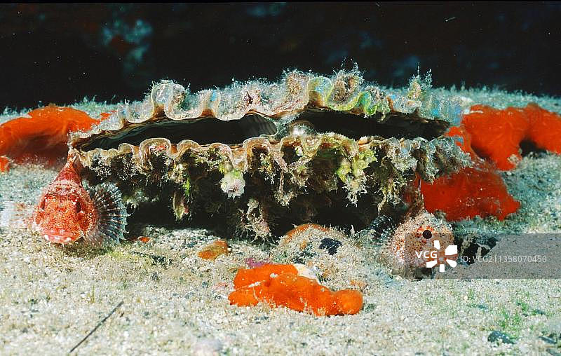 大西洋富埃特文图拉岛的扇贝和鮋鱼图片素材