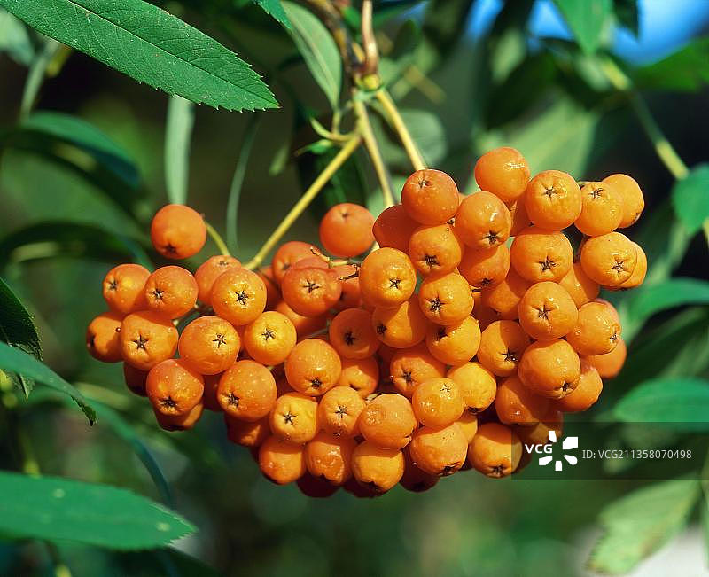 欧洲花楸浆果（蔷薇科）图片素材