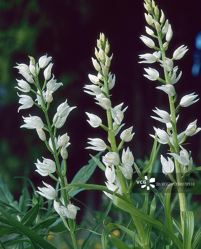 长叶头花兰图片素材