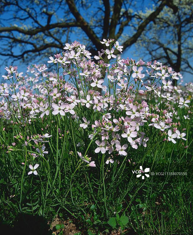 碎米荠欧洲花卉植物竖版开花图片素材