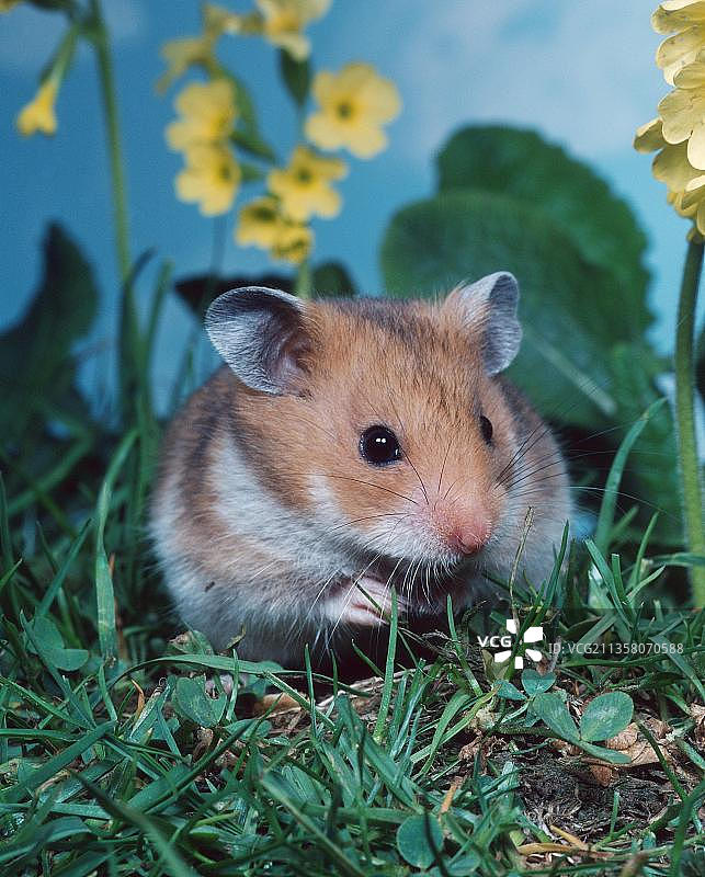 金色仓鼠宠物竖版照片图片素材