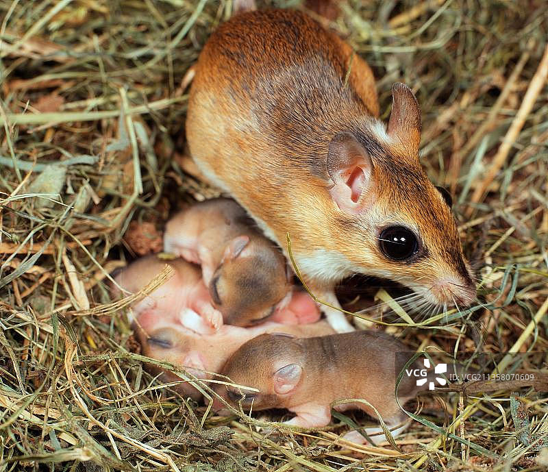 雌性羚羊沙鼠携幼崽在巢穴中图片素材
