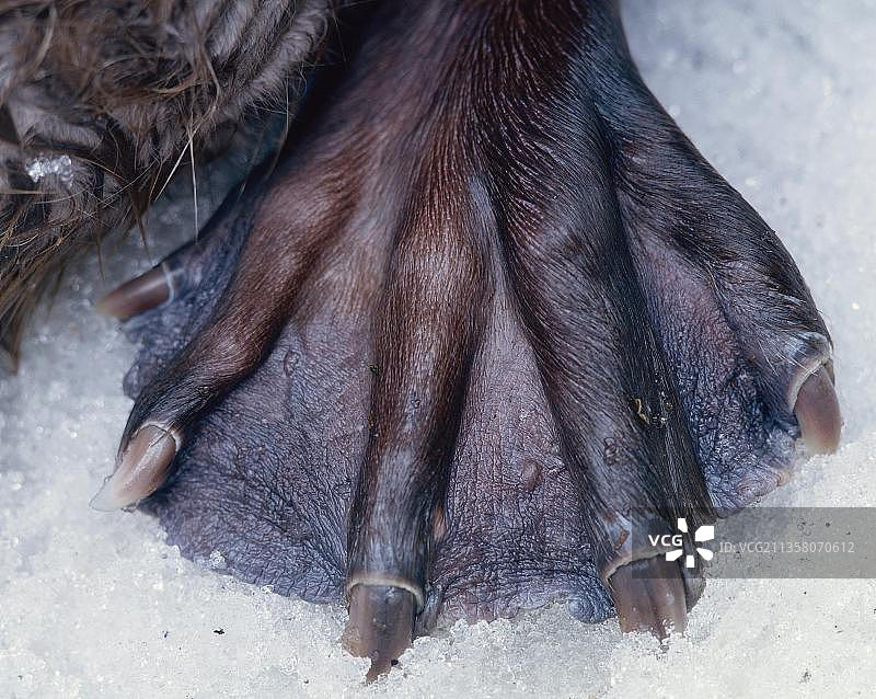 海狸的脚（河狸），蹼足图片素材