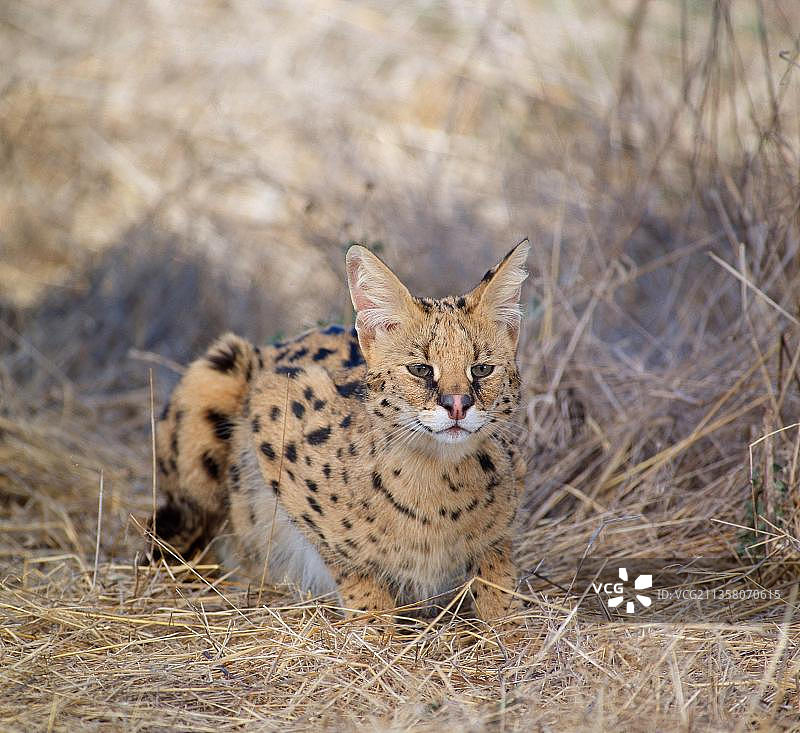 薮猫(Felis Serval)，动物，哺乳动物，哺乳动物，食肉动物，猛兽，猫科动物，景观，水平的，成人，警觉的，躺着的，躺着的图片素材