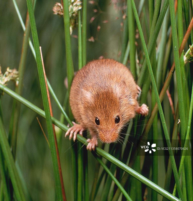 小家鼠图片素材