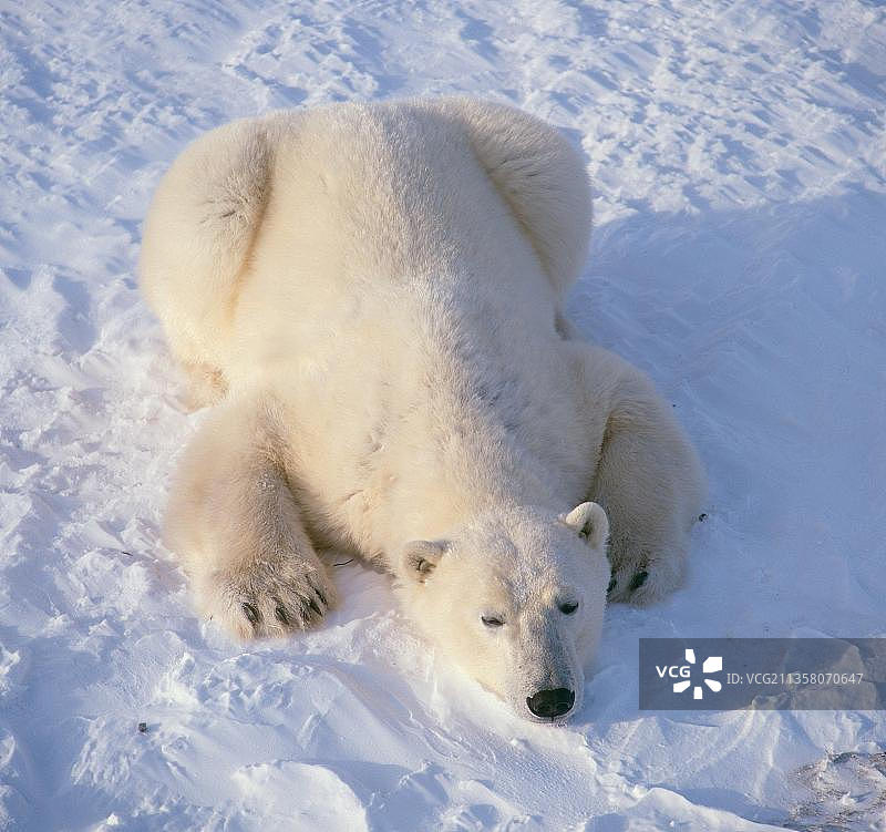北极熊，北极，哺乳动物，动物，熊，食肉动物，猛兽，景观，白色，成年图片素材