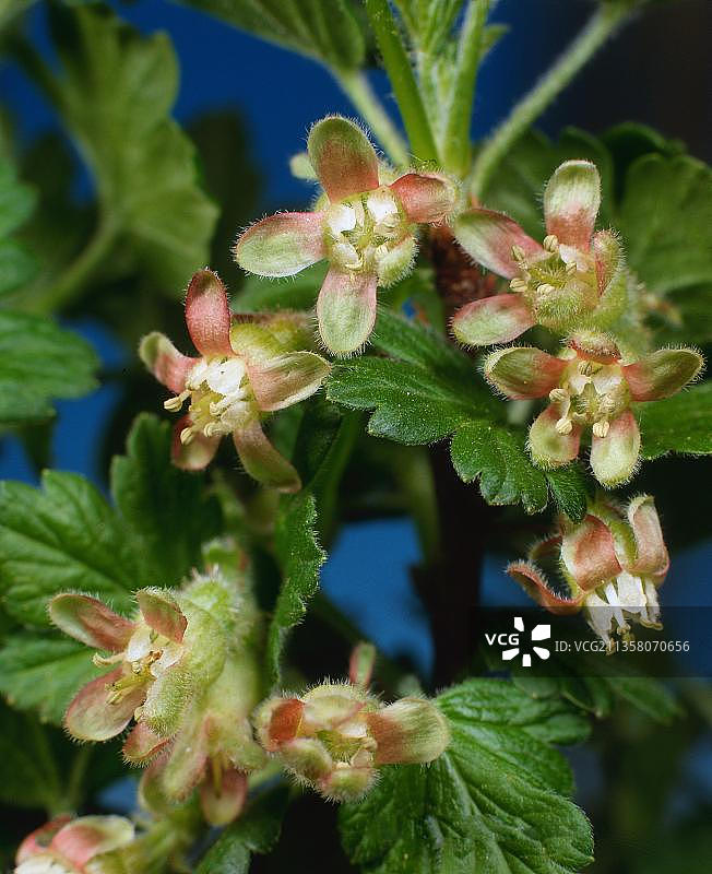 醋栗花朵：垂直构图图片素材