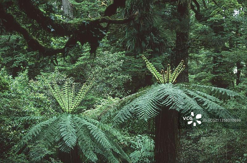 新西兰蒂乌雷韦拉国家公园的温带雨林图片素材