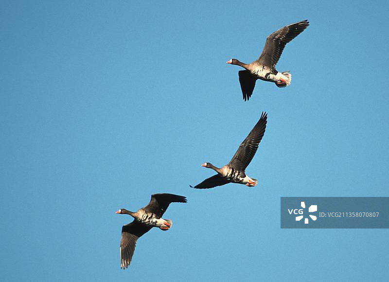 白额雁，德国黑森州图片素材