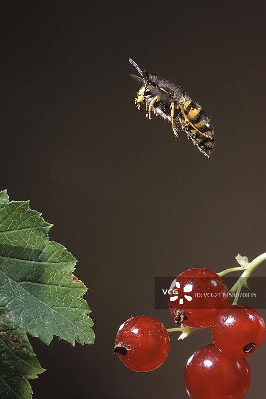 德国黄蜂和红醋栗图片素材