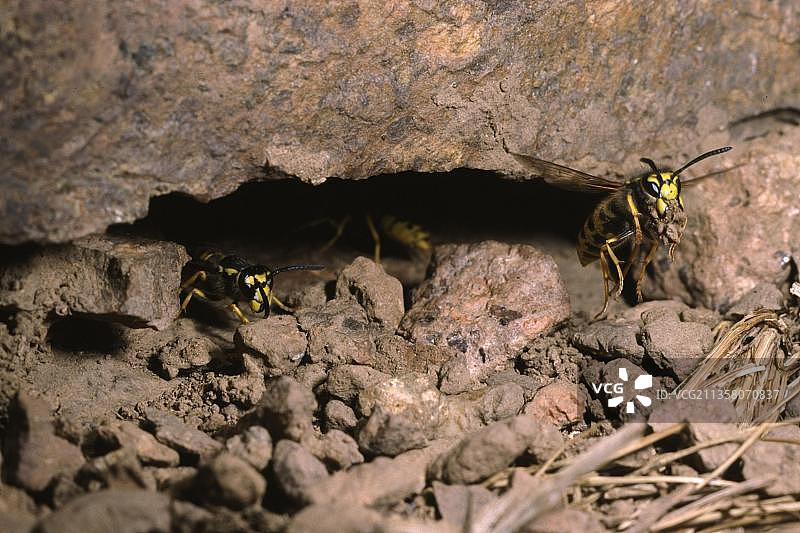 德国黄蜂（德国小黄胡蜂）图片素材