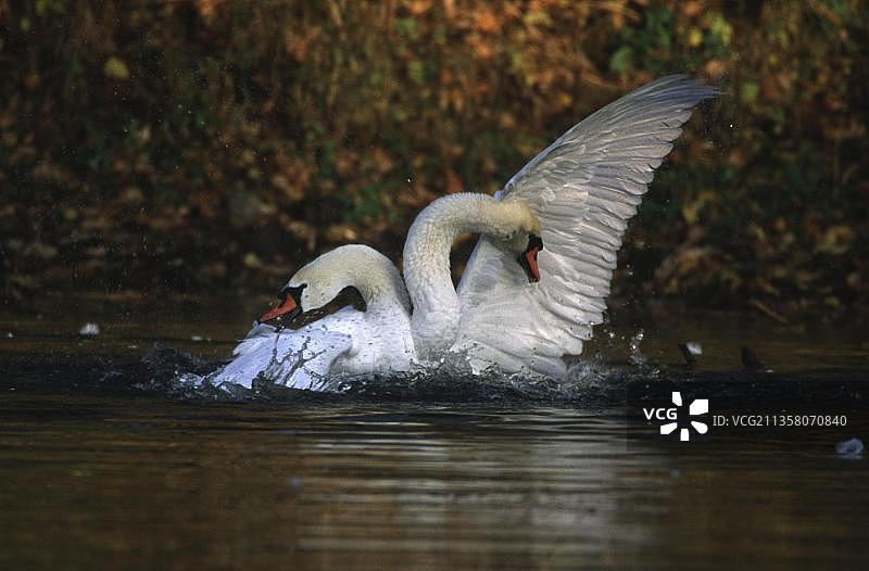 争吵的疣鼻天鹅图片素材