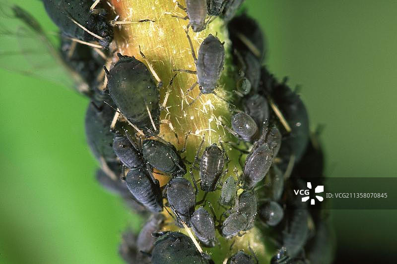 豆蚜（Aphis fabae）图片素材